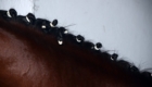 DSC_5517