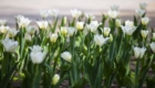 IMG_3391