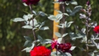 IMG_2428