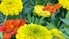 img-5.1-din-13.05.2025