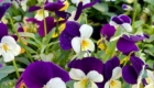 img-5.11-din-13.05.2025