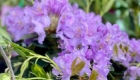 img-5.3-din-13.05.2025