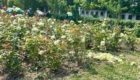 img-6.12-din-25.06.2025