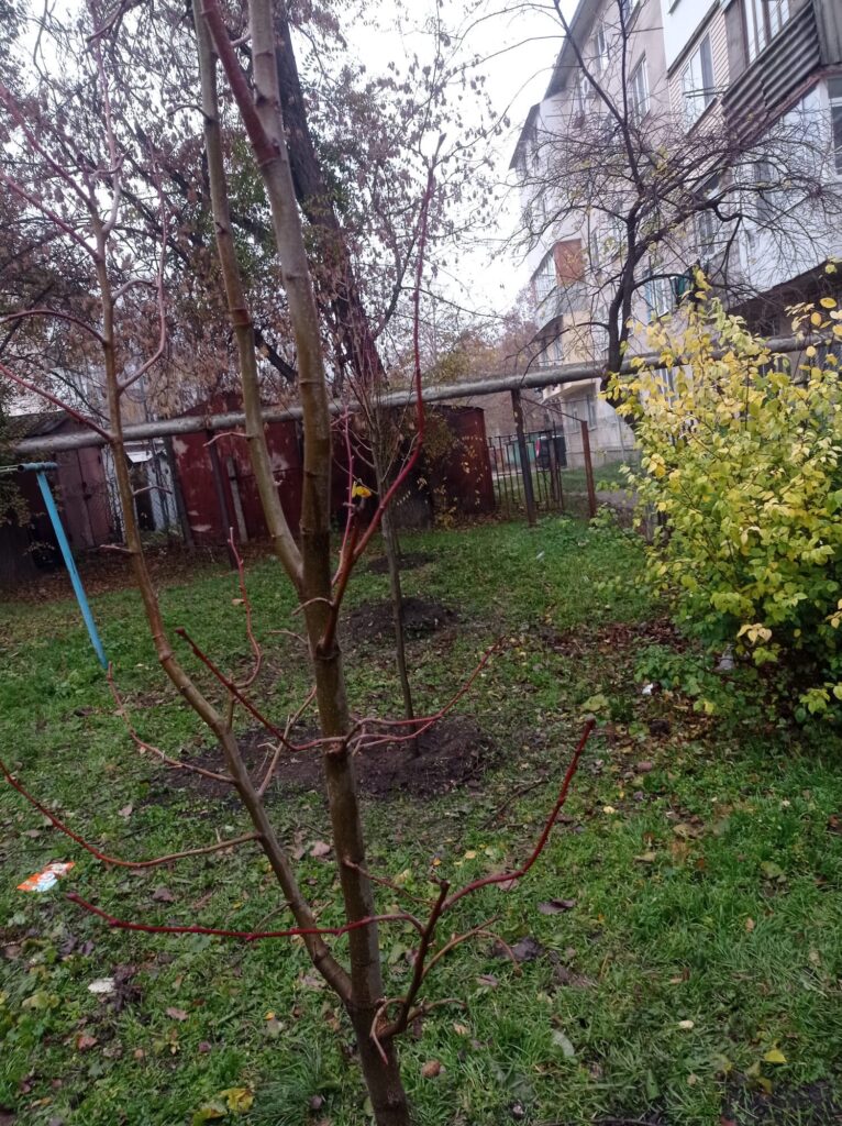 img-7.1-din-21.11.2025