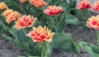 img-7.4-din-05.05.2026